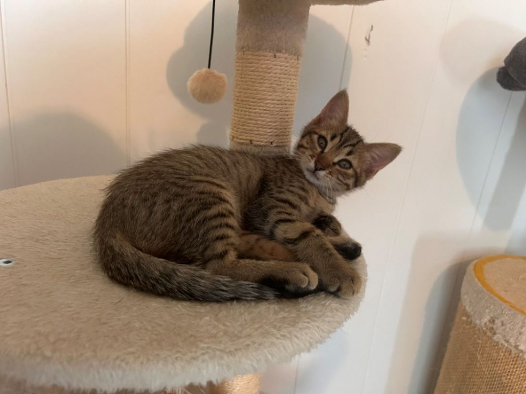 Bill - Chat Européen à adopter - photo 4