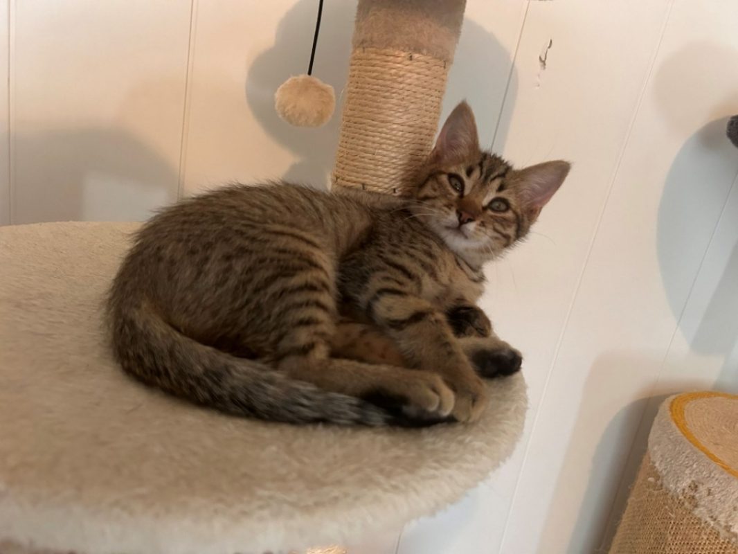 Bill - Chat Européen à adopter - photo 5