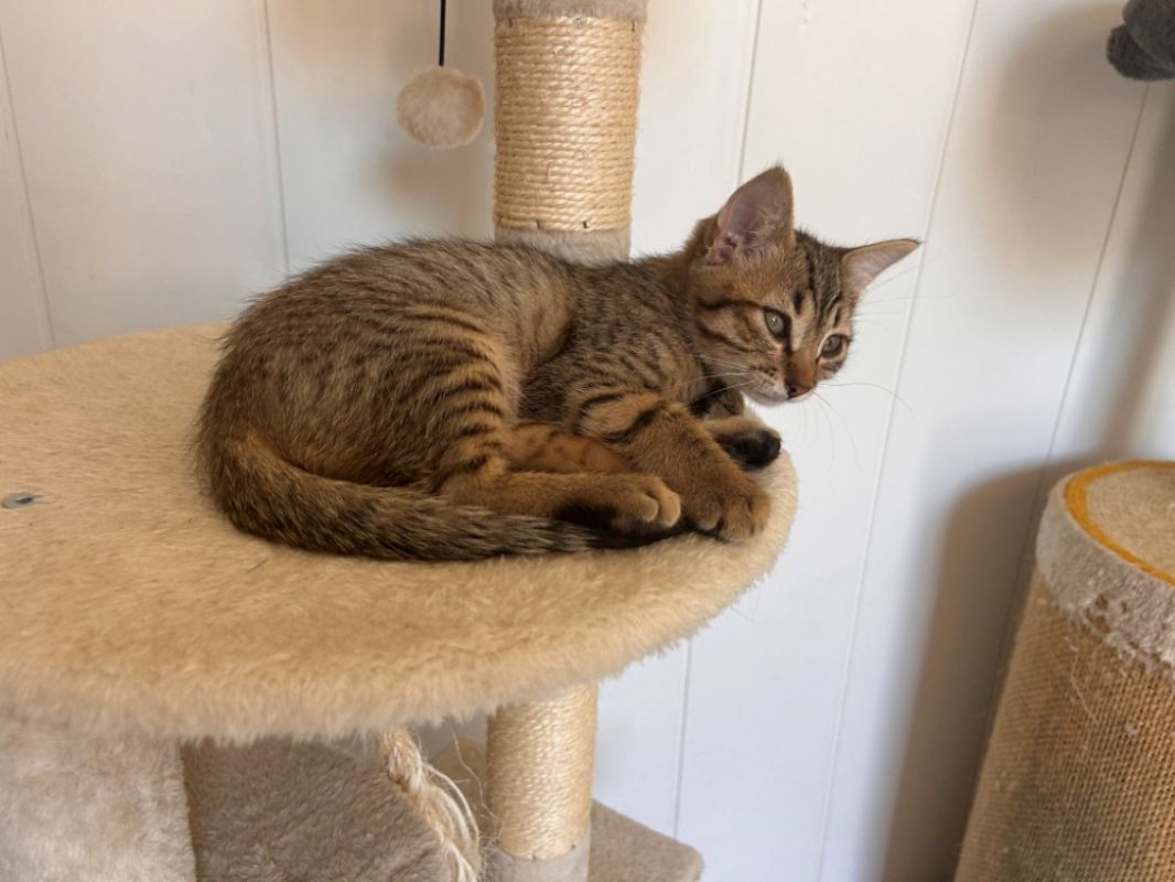 Bill - Chat Européen à adopter - photo 6