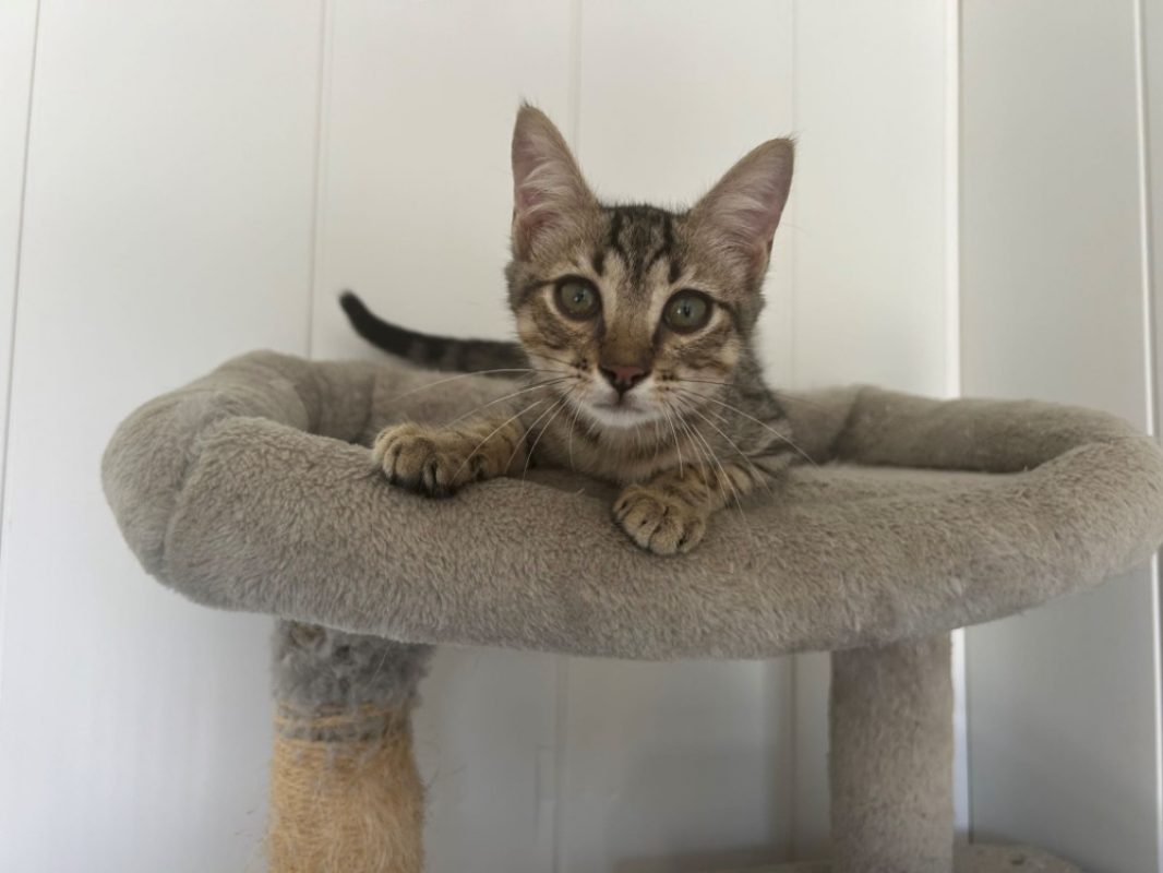 Igloo - Chat Européen à adopter