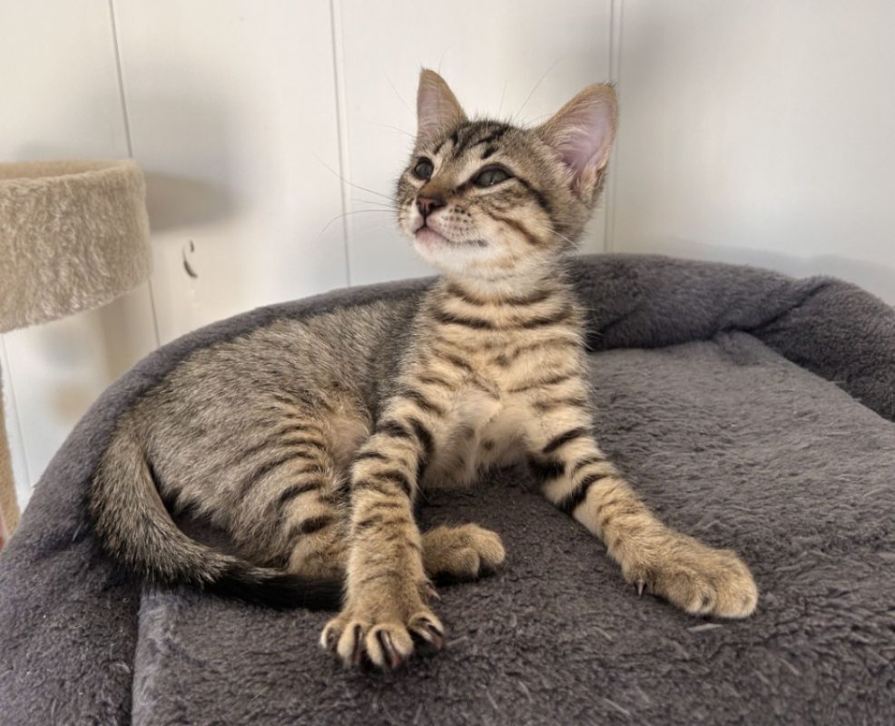 Igloo - Chat Européen à adopter - photo 2