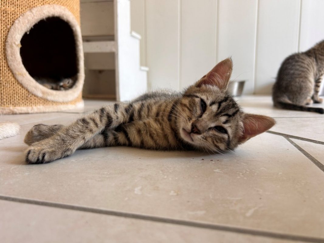 Igloo - Chat Européen à adopter - photo 3