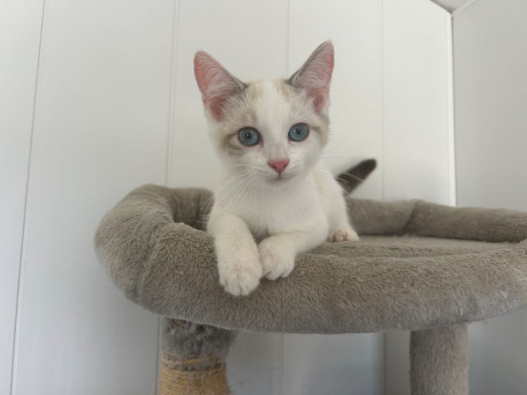 Flocon - Chat Européen à adopter