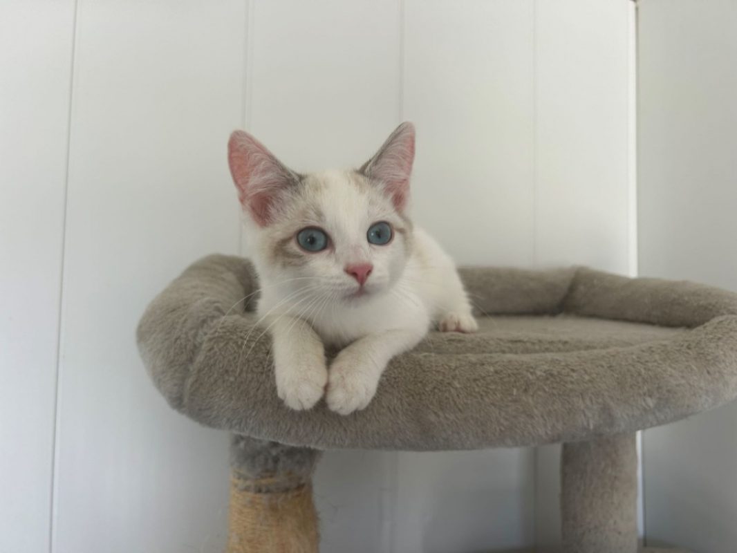 Flocon - Chat Européen à adopter - photo 2