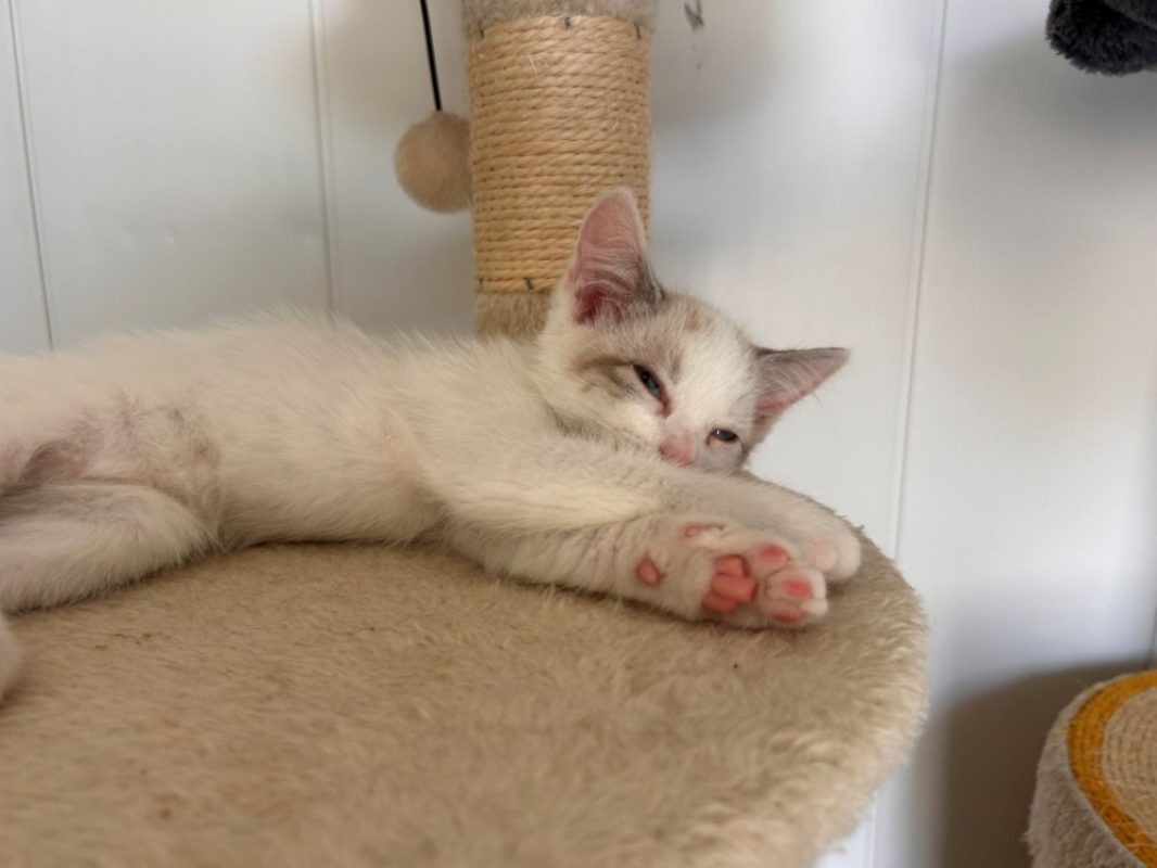 Flocon - Chat Européen à adopter - photo 3