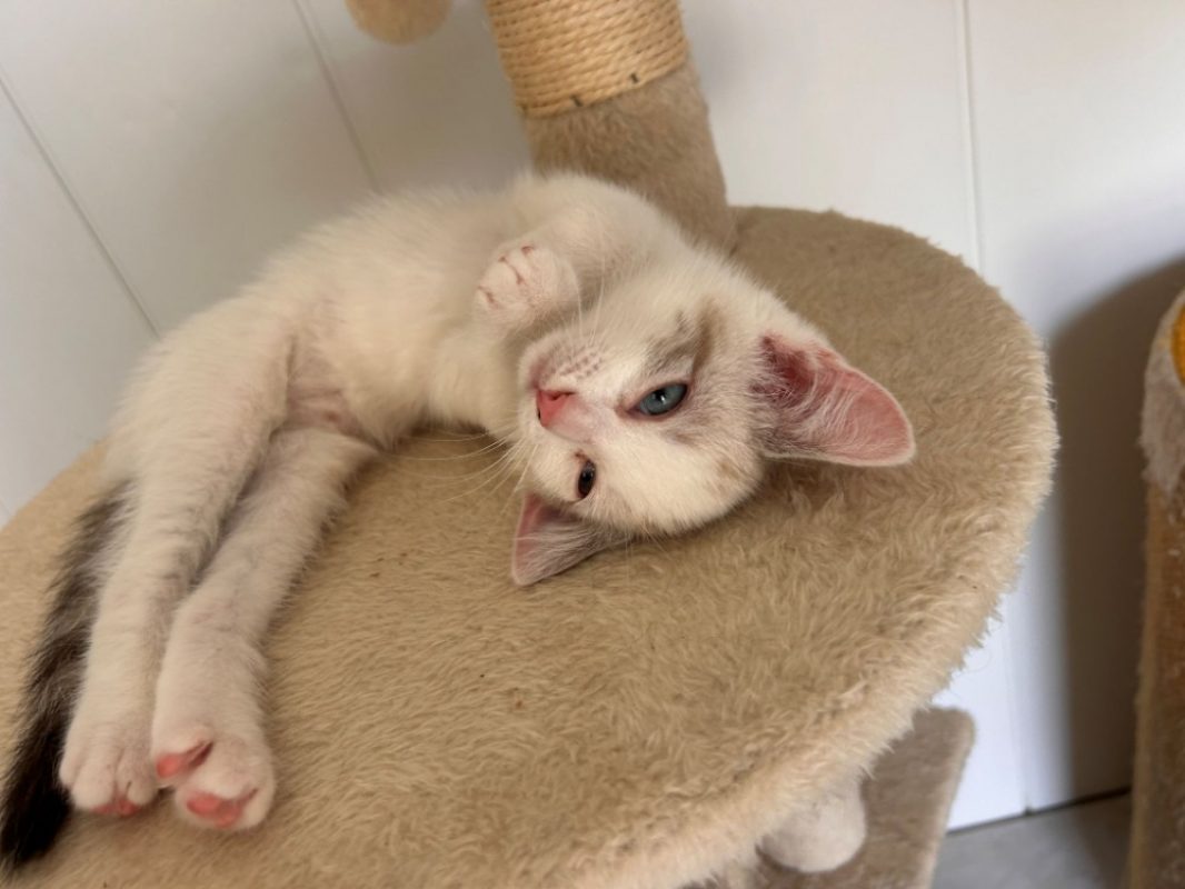 Flocon - Chat Européen à adopter - photo 4