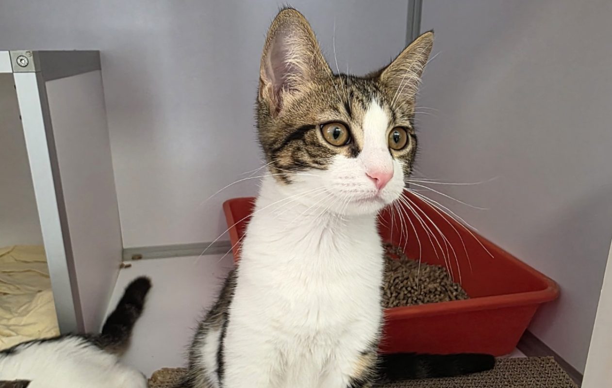 Bronx - Chat Européen à adopter