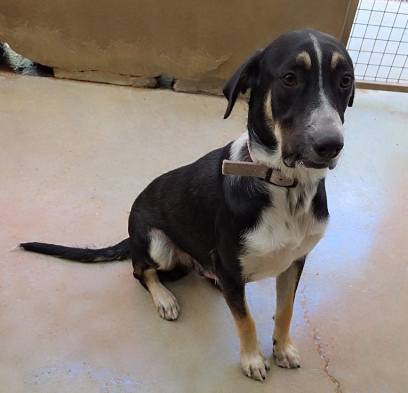 Malo - Chien à adopter