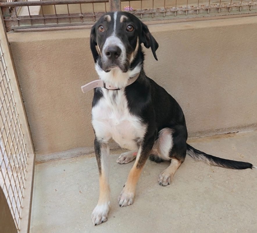 Malo - Chien à adopter - photo 2