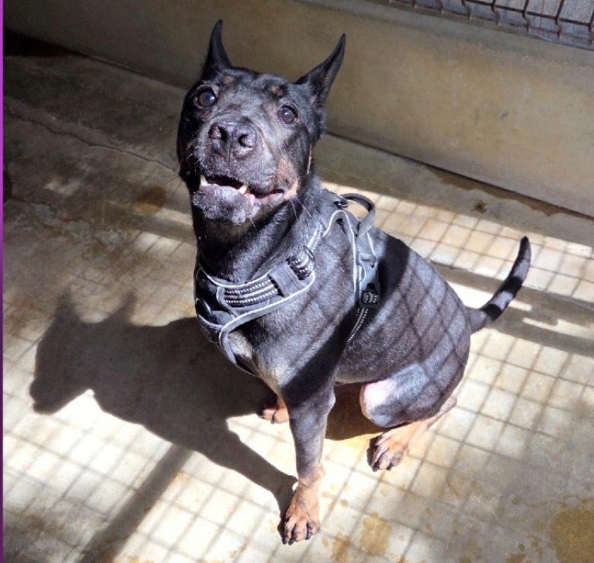 Chaze - Chien à adopter