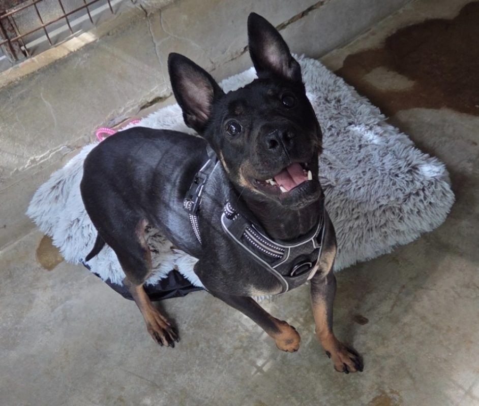 Chaze - Chien à adopter - photo 2