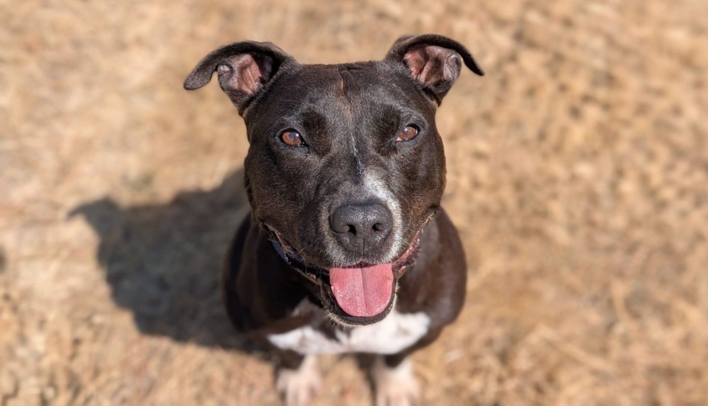 Pepito - Chien à adopter