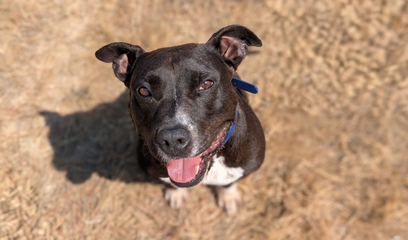 Pepito - Chien à adopter - photo 2