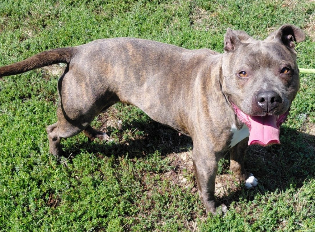 Reich - Chien à adopter