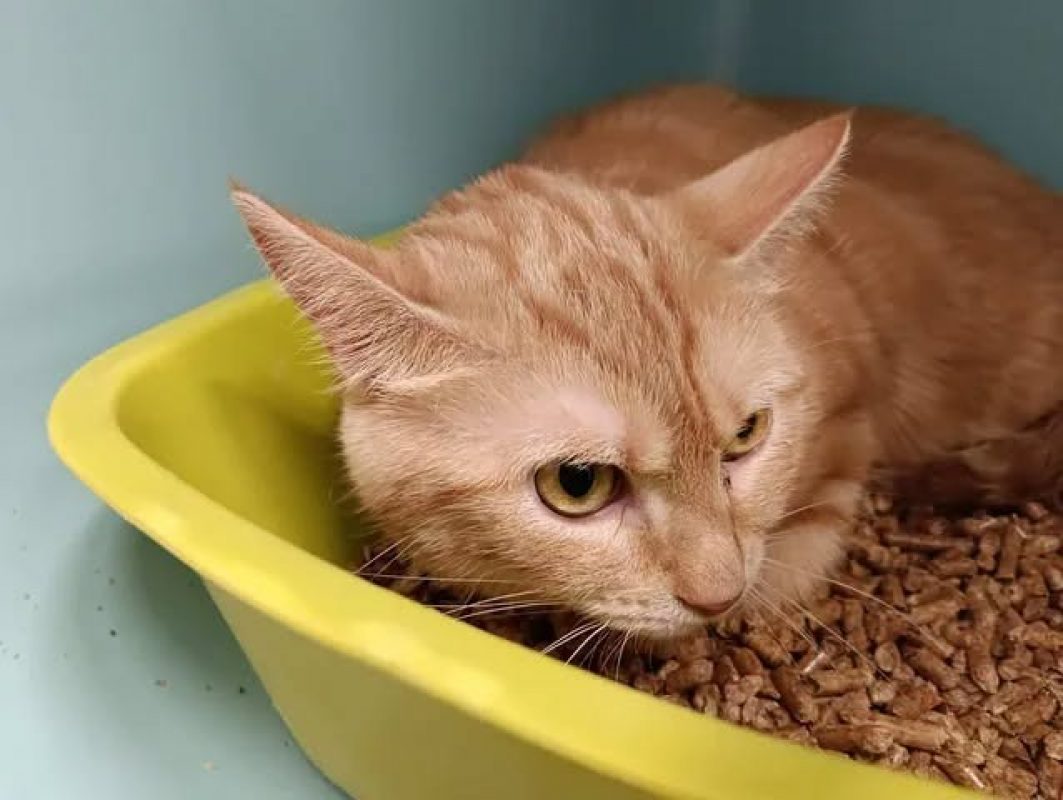 Cannelle - Chat Européen à adopter