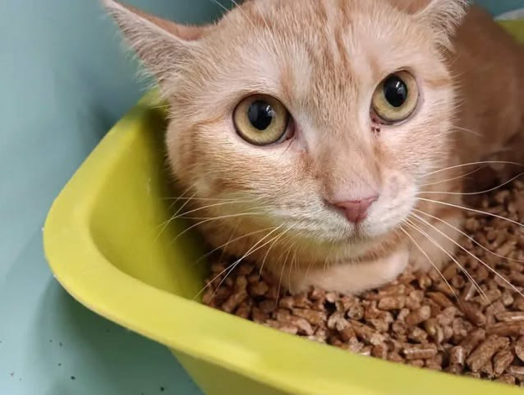 Cannelle - Chat Européen à adopter - photo 2