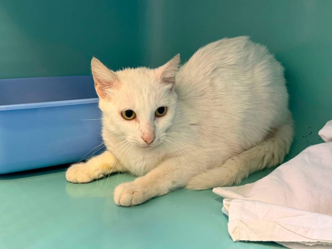 Bajou - Chat Européen à adopter