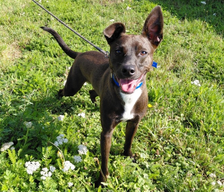 Voyou - Chien à adopter