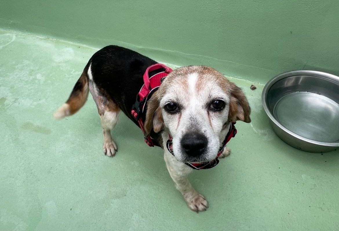 Adélaïde - Chien Beagle à adopter