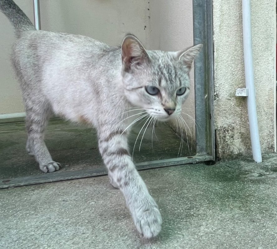 Sia - Chat Européen à adopter