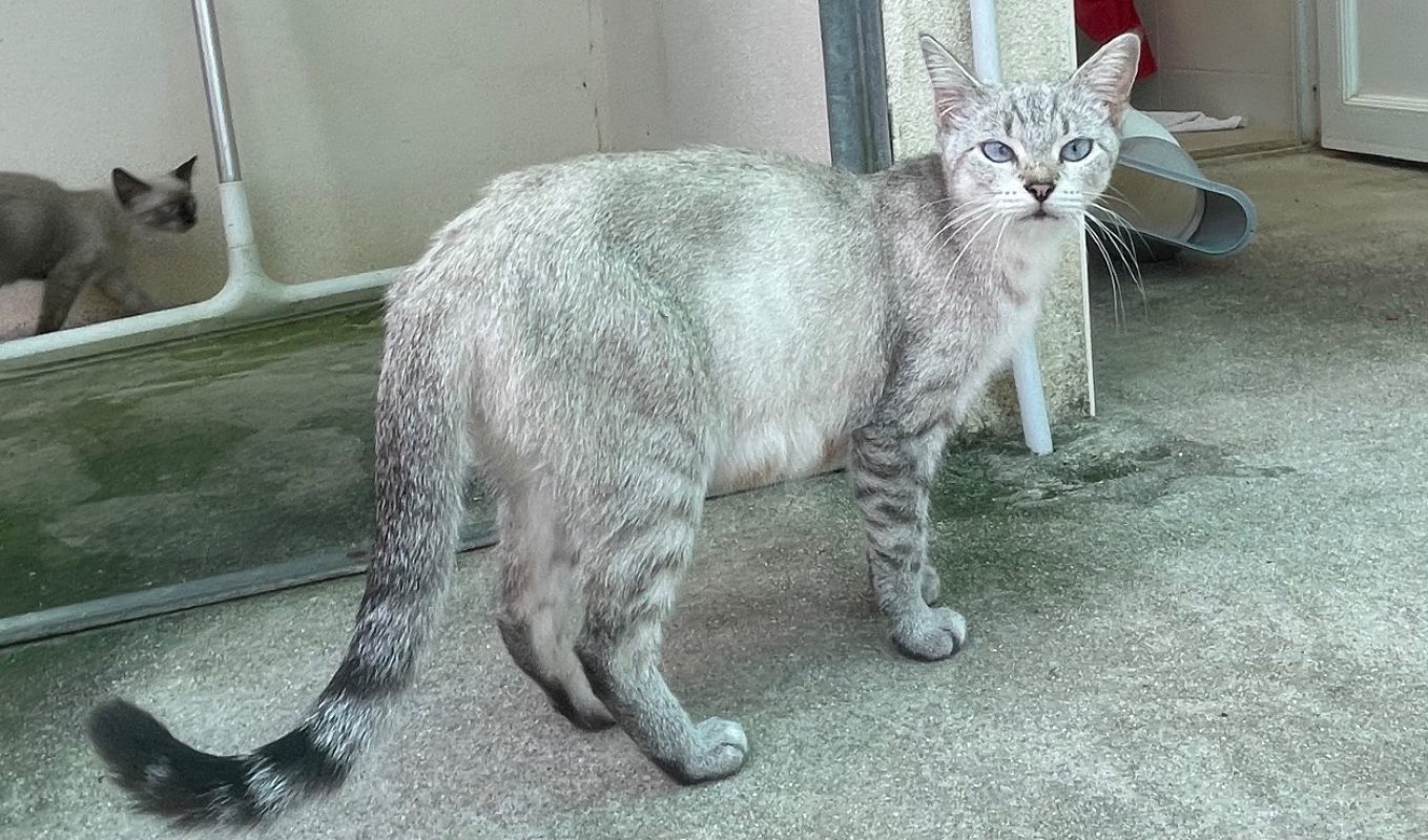Sia - Chat Européen à adopter - photo 2