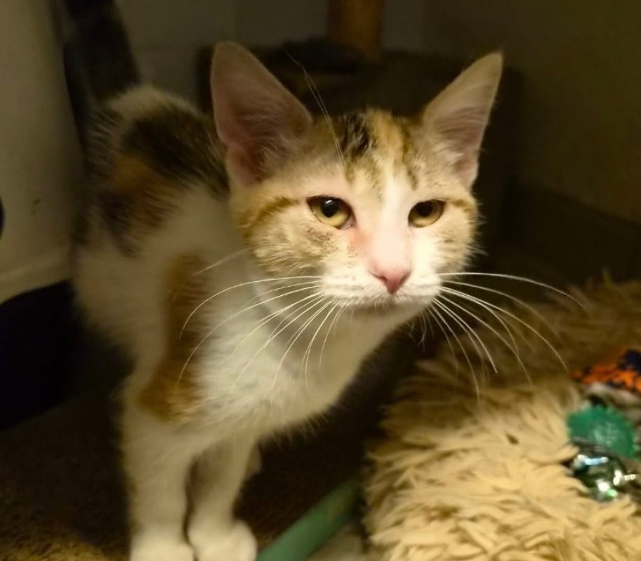 Brook - Chat Européen à adopter
