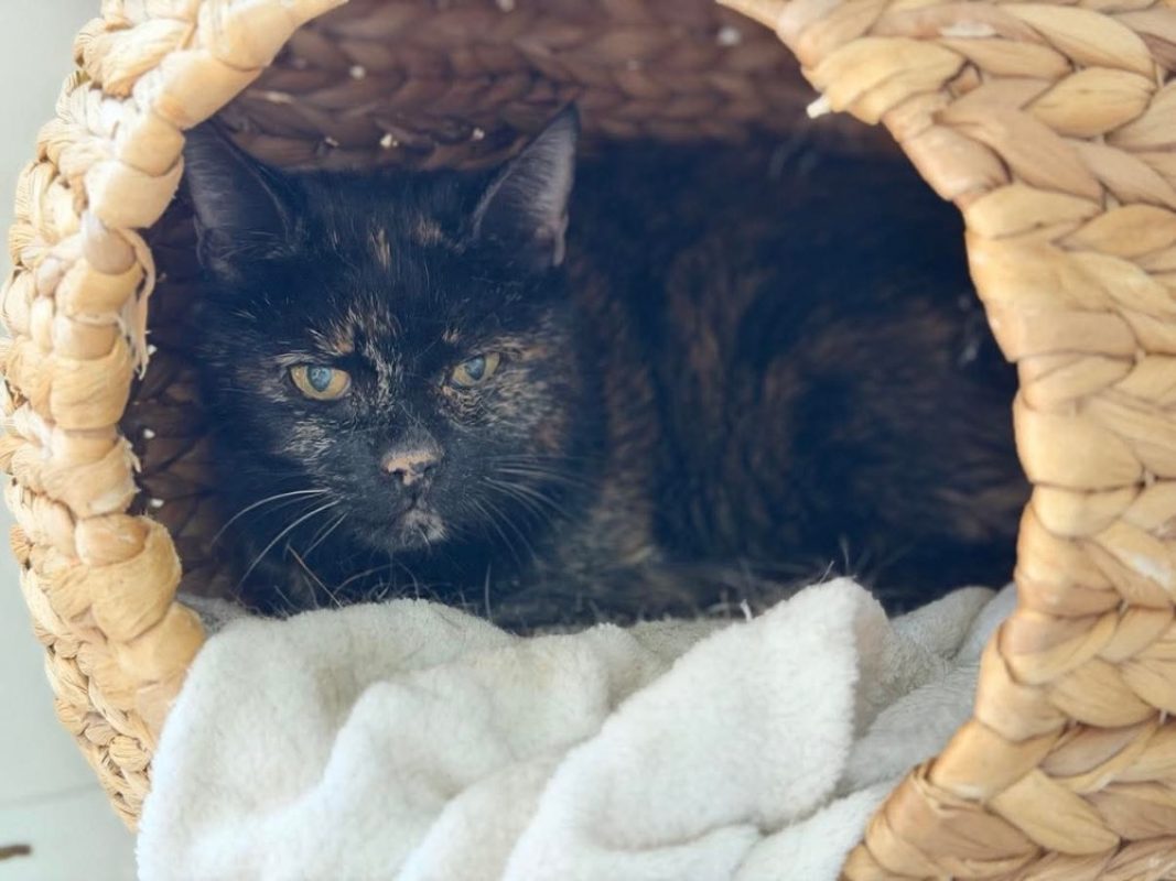 Bohemien - Chat Européen à adopter