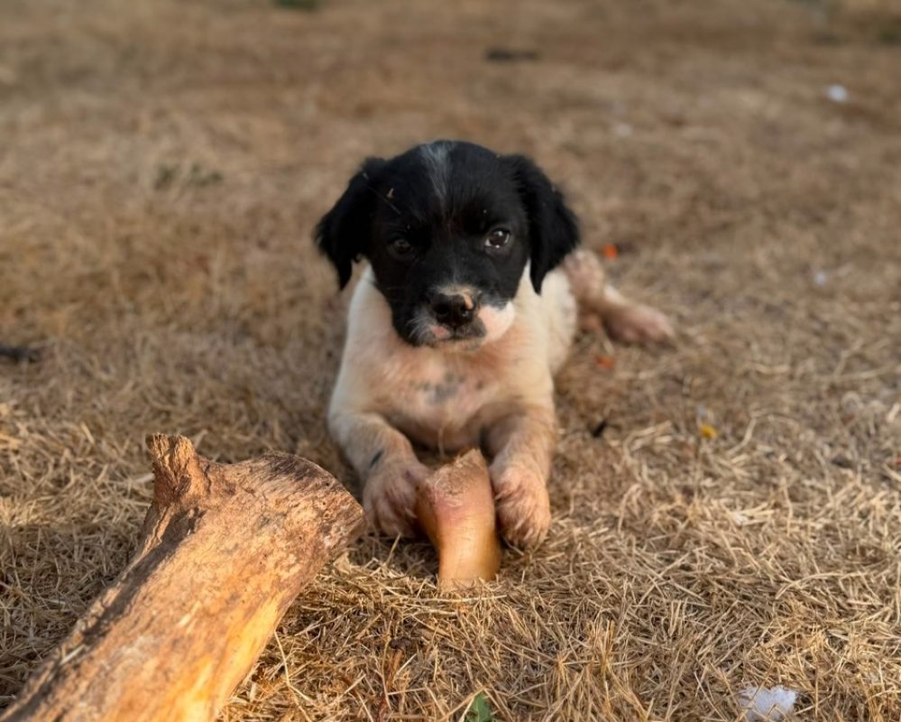 Buck - Chien à adopter