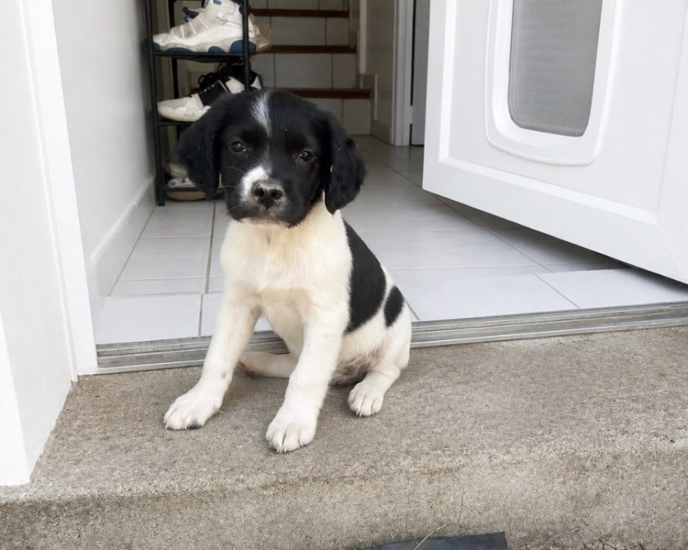 Bill - Chien à adopter