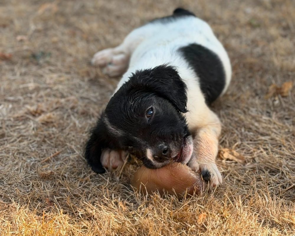 Bill - Chien à adopter - photo 2