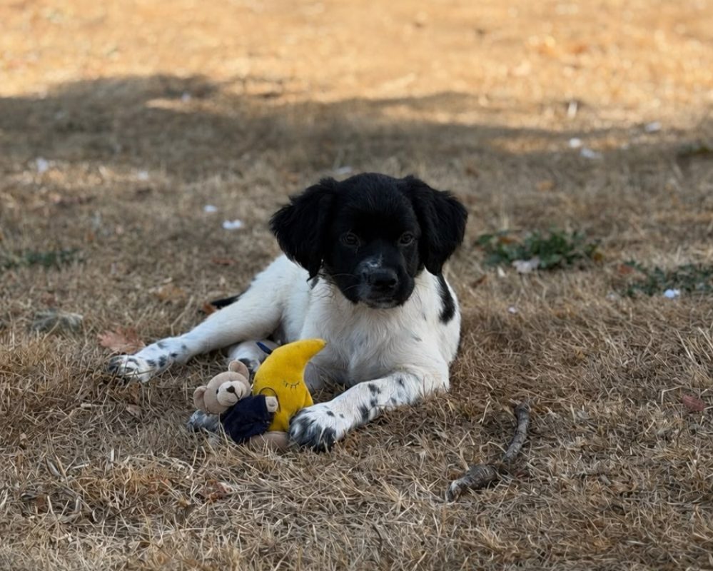Black - Chien à adopter