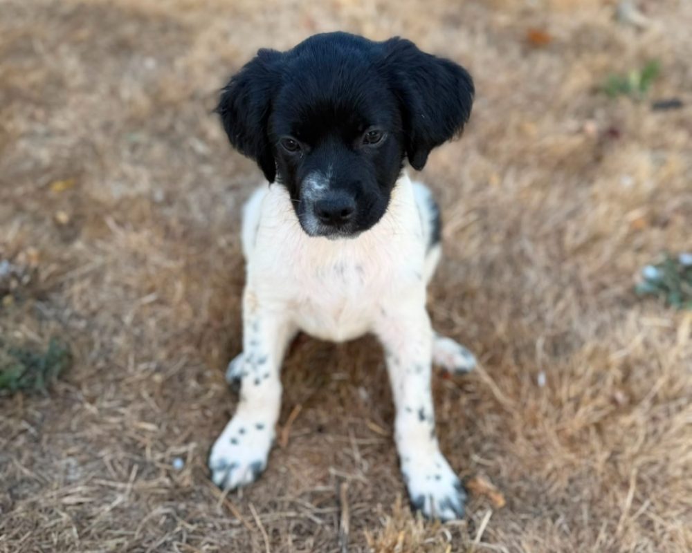 Black - Chien à adopter - photo 2
