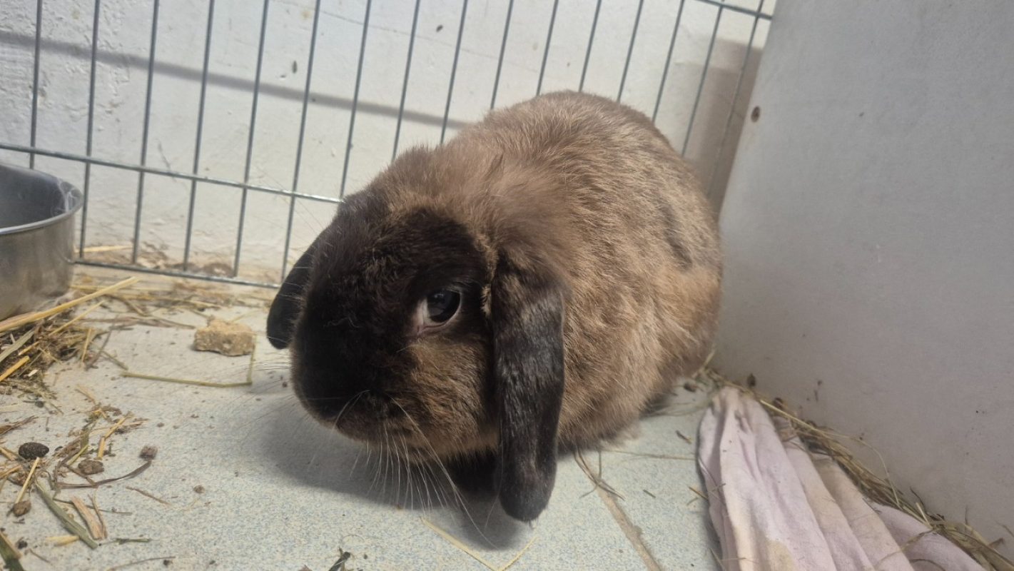 Rush - Rongeur Lapin à adopter