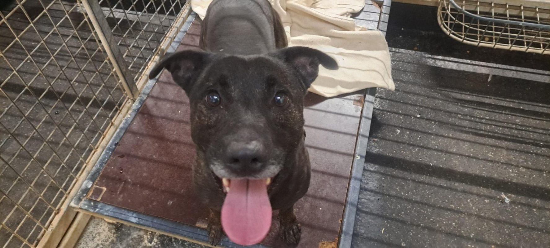 Sony - Chien à adopter