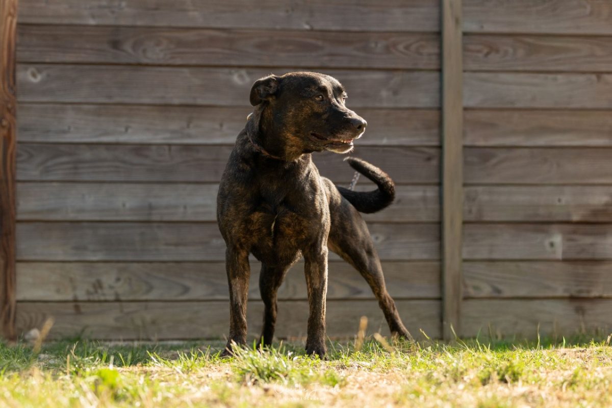 Sony - Chien à adopter