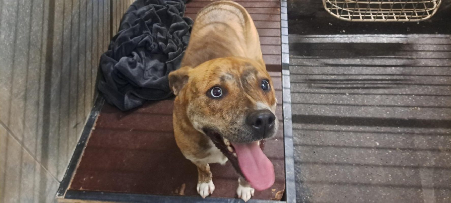 Leona - Chien à adopter