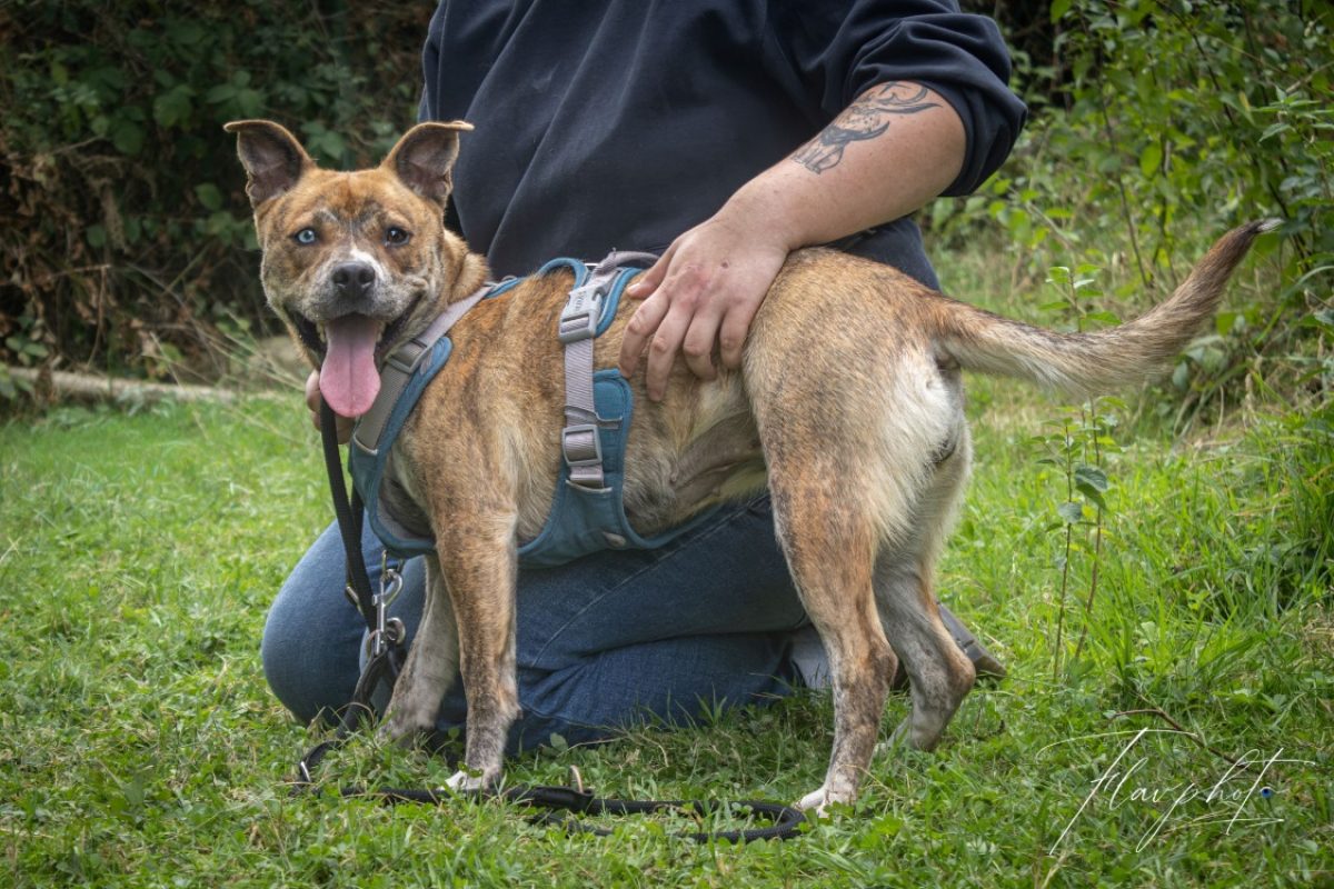 Leona - Chien à adopter