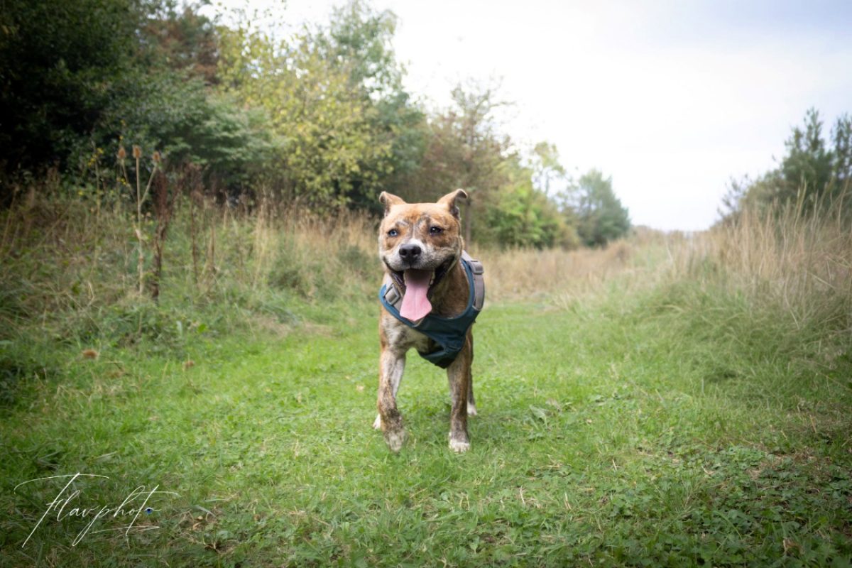 Leona - Chien à adopter - photo 2
