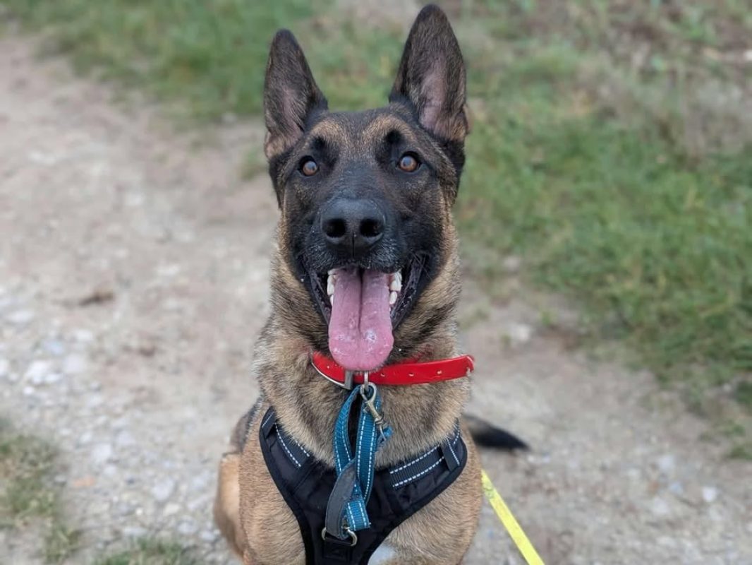 Vegas - Chien Berger Belge Malinois à adopter