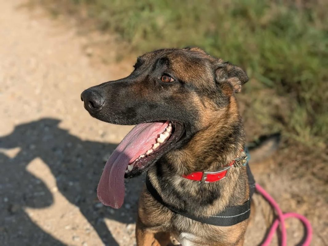 Vegas - Chien Berger Belge Malinois à adopter - photo 2