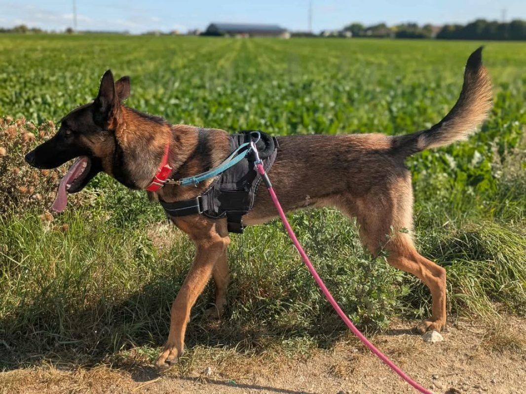 Vegas - Chien Berger Belge Malinois à adopter - photo 3