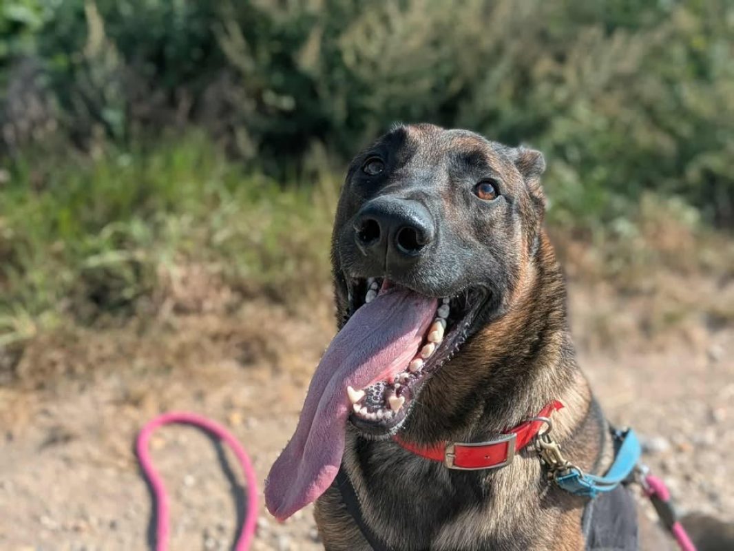 Vegas - Chien Berger Belge Malinois à adopter - photo 4
