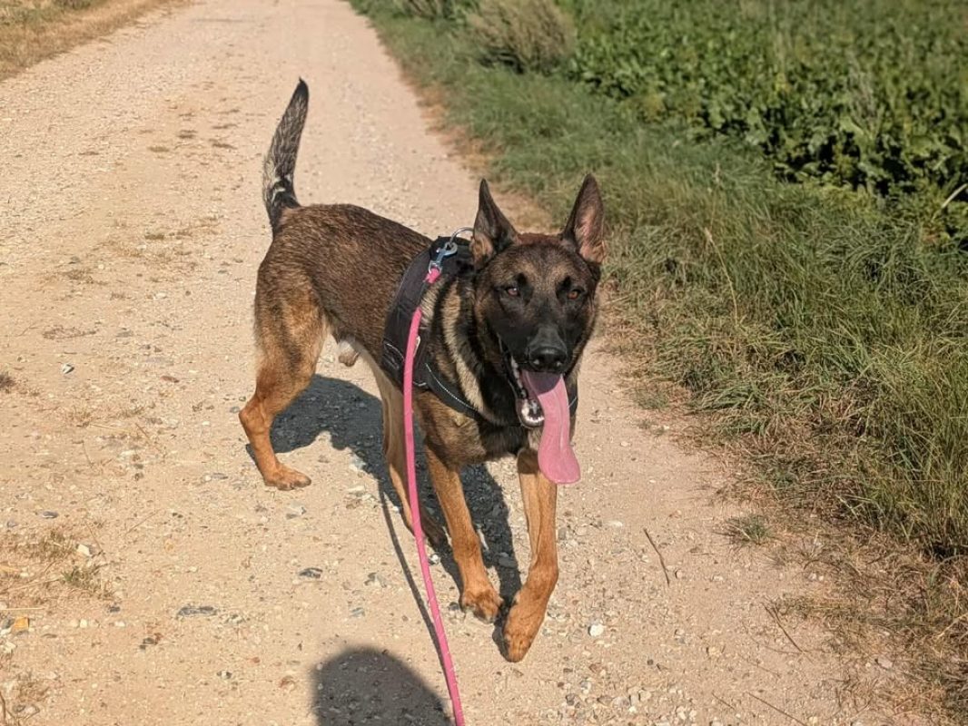 Vegas - Chien Berger Belge Malinois à adopter - photo 6