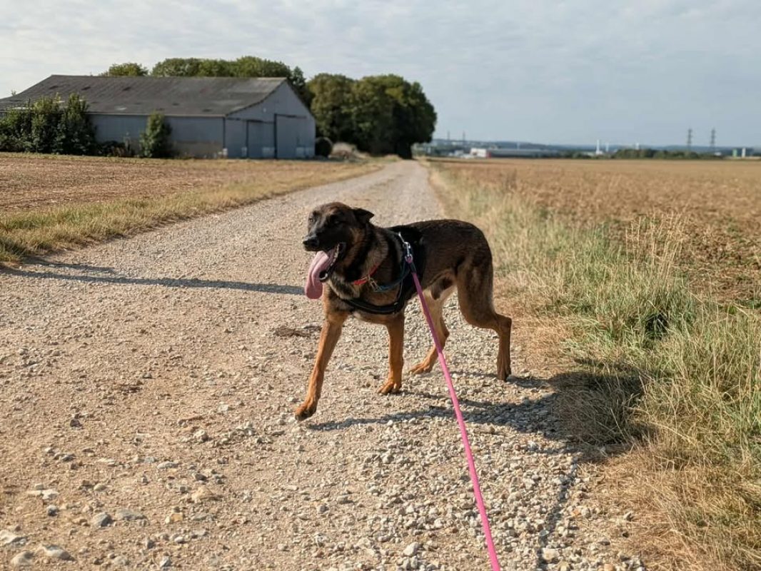 Vegas - Chien Berger Belge Malinois à adopter - photo 8