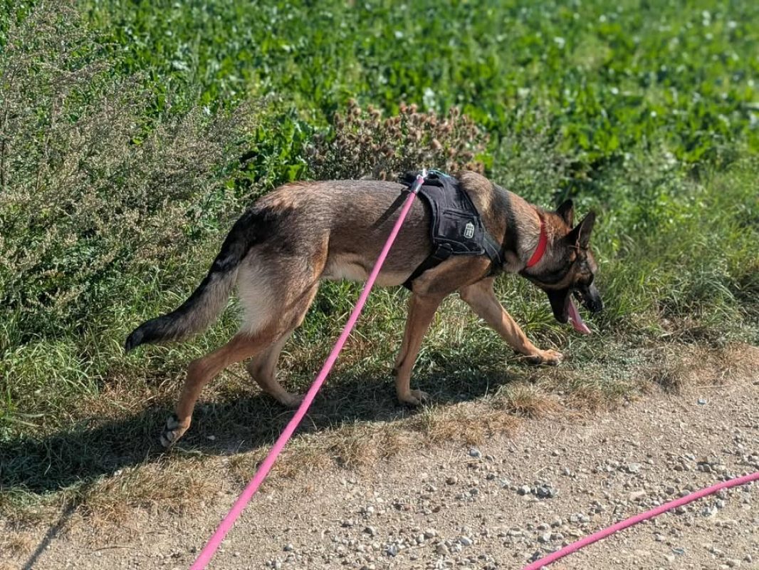 Vegas - Chien Berger Belge Malinois à adopter - photo 10