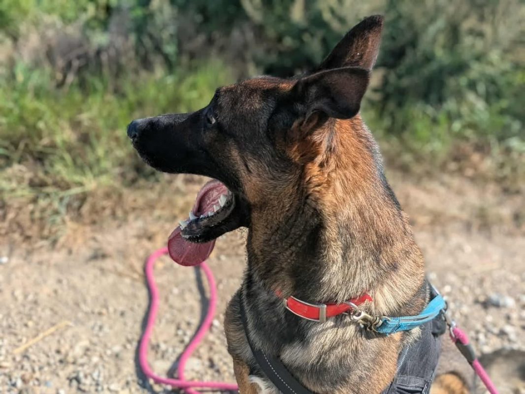 Vegas - Chien Berger Belge Malinois à adopter - photo 12