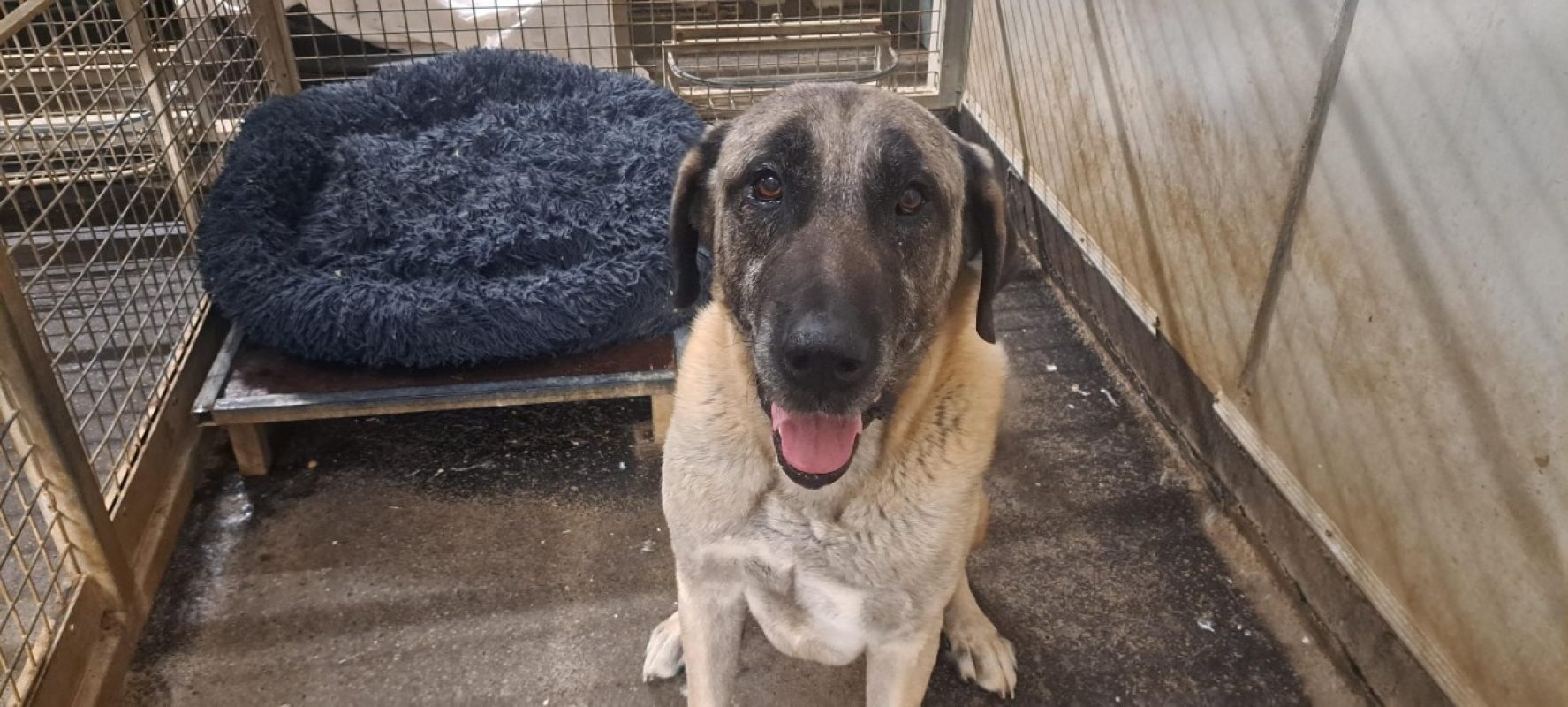 Douman - Chien Berger d'Anatolie à adopter