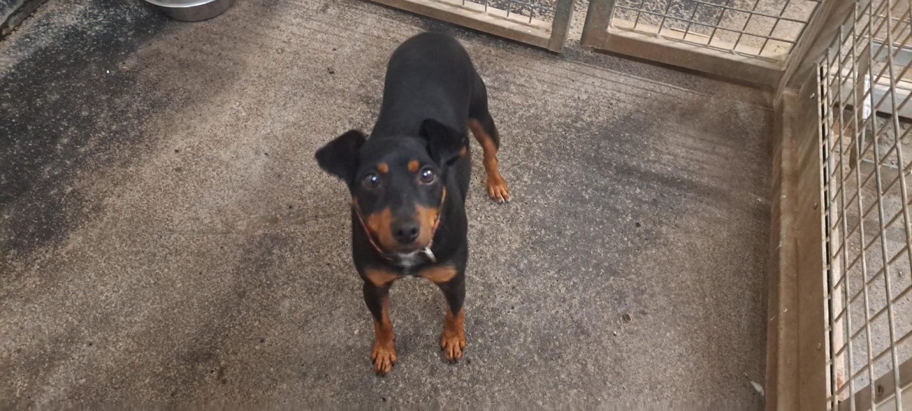 Abbott - Chien Pinscher Nain à adopter