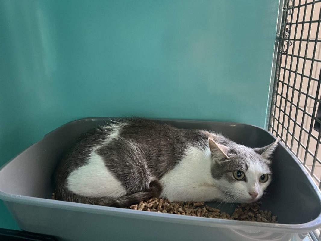 Ciboulette - Chat Européen à adopter