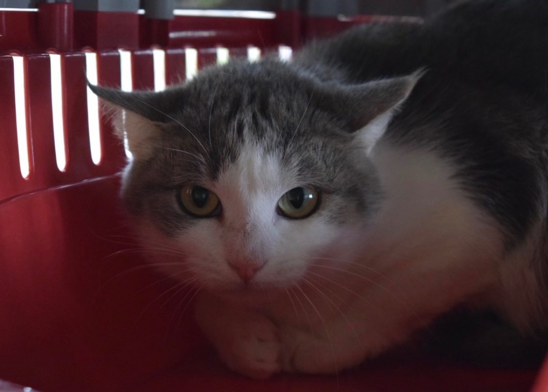 Ciboulette - Chat Européen à adopter